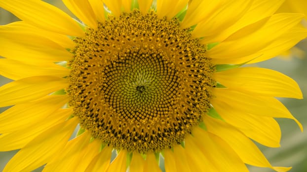 Close up of sunflower against a field