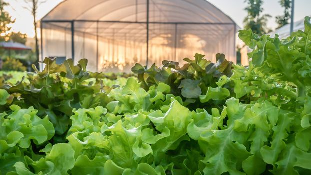 Cultivation hydroponic green vegetable in farm plant market