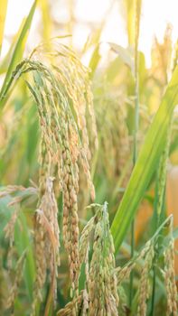 close up of yellow green rice field