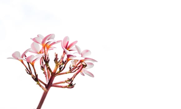 Bunch of pink plumeria tropical flowers with sky background