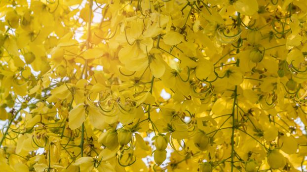 close up of Golden Shower Tree (Cassia fistula)