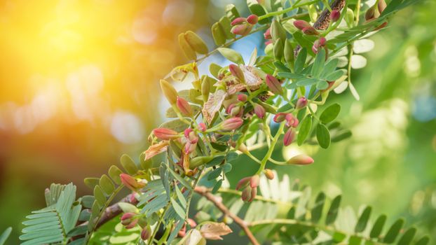 tamarind flower blooming on the tree (Scientific name:Tamarindus indica)