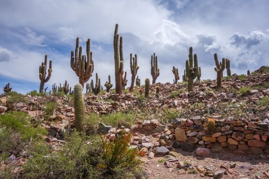 Pukara de Tilcara, pre-Columbian fortifications, Argentina