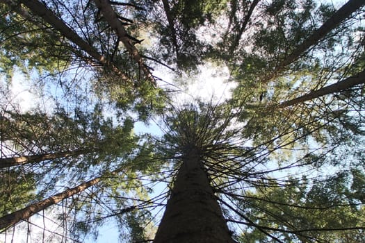 high trees overhead in blue sky tall pines