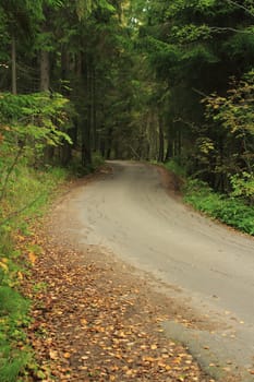 trip winding forest road in autumn, go the distance