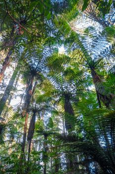 Giant Sequoia and ferns in Whakarewarewa redwood forest, Rotorua, New Zealand