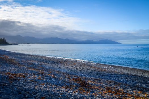 Seagulls on Kaikoura coast and beach, New Zealand