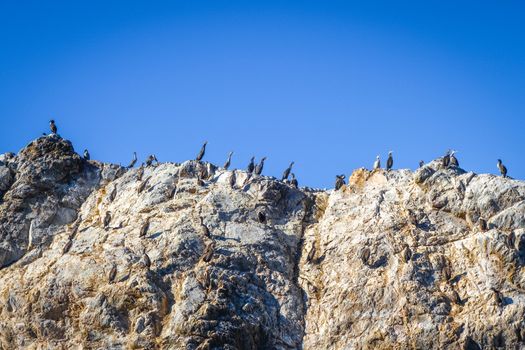 Cormorants on a cliff in Kaikoura Bay, New Zealand