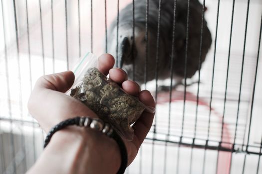 Green dry marijuana in man hand on the blurry background. Weed concept.