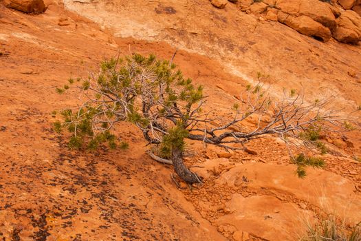 Limber Pine (Pinus flexilis) at Canyonlands National Park. Utah
