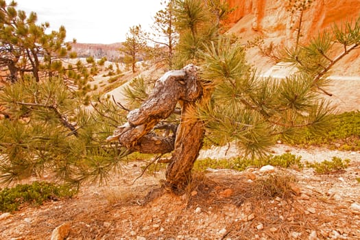 #4 shaped tree on the Queen's Garden trail, Bryce National Park, Utah.