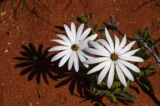 White Daisies on red sand form part of the spring floral show in the Namaqualand regeon of South Africa.