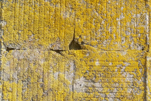 fragment of a concrete wall that for a long time exposed to different climatic conditions