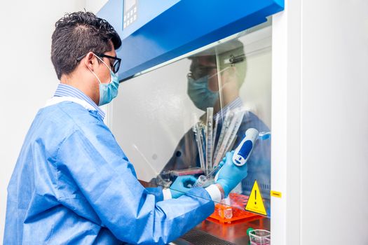 Young scientist working in a safety laminar air flow cabinet at laboratory