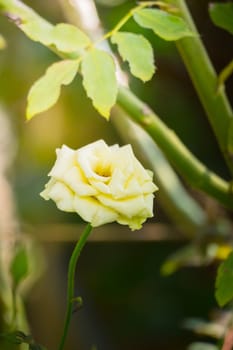 Roses in the garden, Roses are beautiful with a beautiful sunny day.