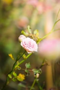 Roses in the garden, Roses are beautiful with a beautiful sunny day.