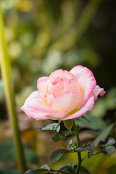 Roses in the garden, Roses are beautiful with a beautiful sunny day.