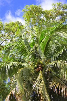 Nutmeg tree growing on a caribbean island.