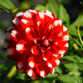 Dahlia (Dahlia), flowers of summer