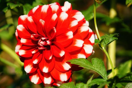 Dahlia (Dahlia), flowers of summer
