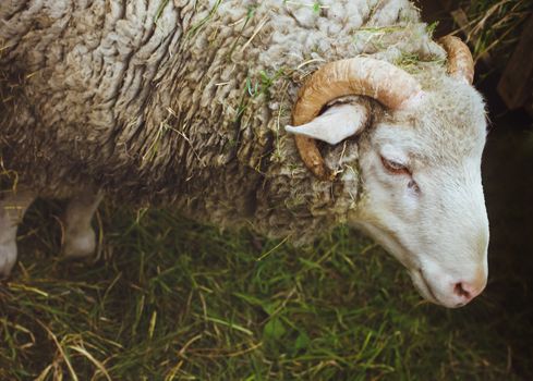 Closeup muzzle sheep standing on the green grass