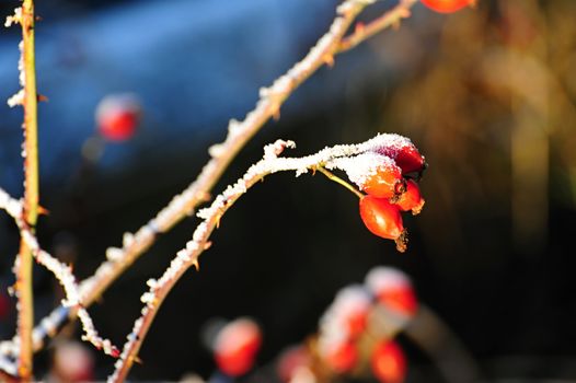 Red frozen rosehip in the afternoon sun with blurred background