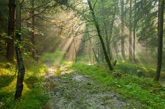 Sunshine rays glowing in fog in a green forest