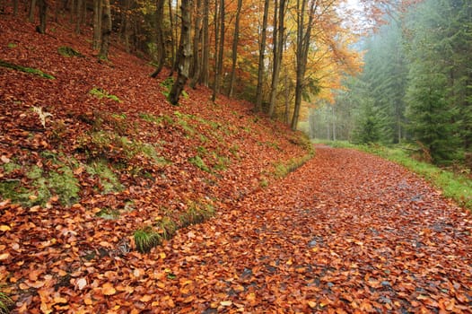 Autumn road leading misty forest with fallen leaves