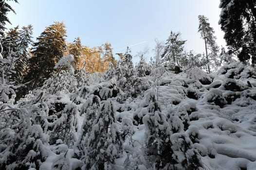 Winter landscape with snow in the Czech Switzerland