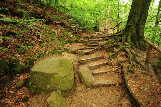 Forest path through old rocks and spring plants