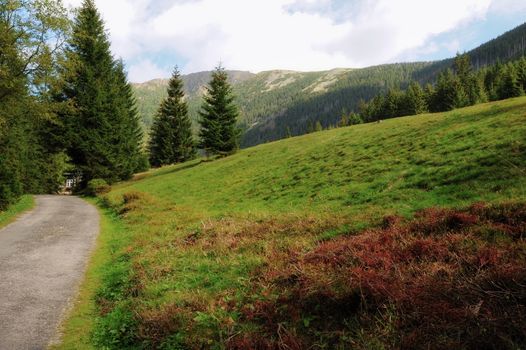 Stone Mountain landscape with mountain pine and cloudy sky