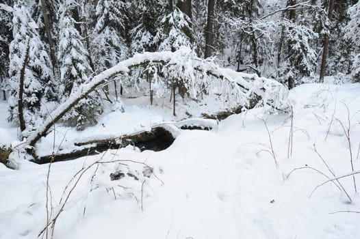 Winter creek with snow in the Czech Switzerland