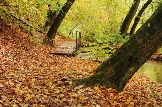 Fallen beautiful colored leaves in dark autumn forest