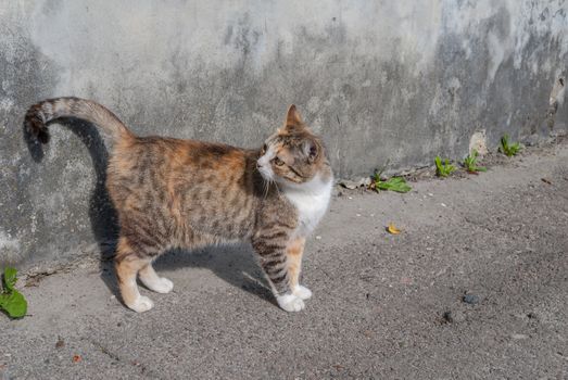 street cat in a beautiful sunny day