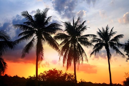 silhouette of palm trees on coast in light at sunset