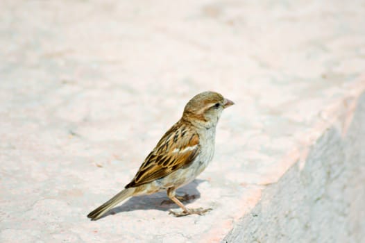 Sparrow posed on a stone near the lake of guard in italy