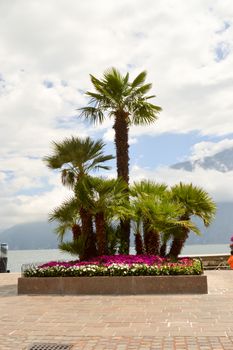 Parterre of palm trees of several sizes and flowers mauve and white near the lake of guard in italy