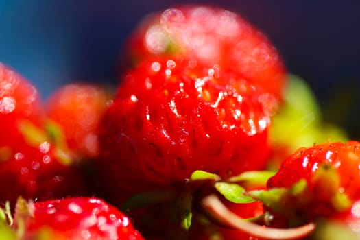 A background of ripe red strawberry harvest