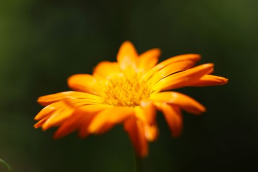 Yellow marigold flower on a green background