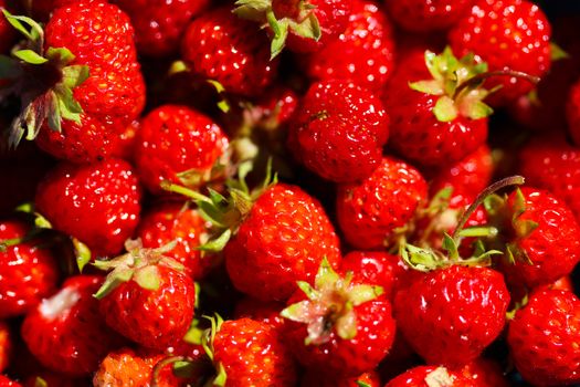 A background of ripe red strawberry harvest