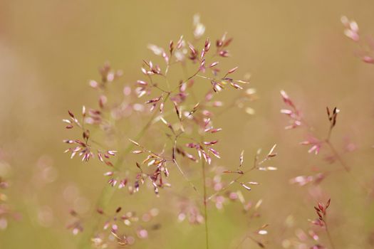 Delicate thin spikelet on a beige background