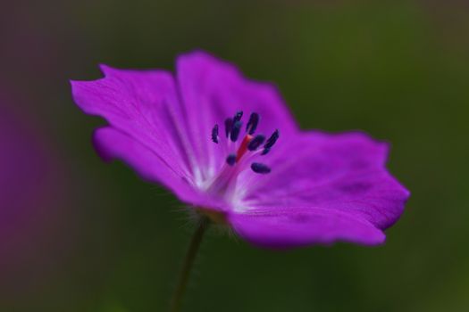 Delicate purple flower on a green background