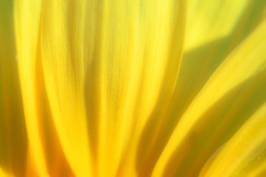 flowers as a colorful background, macro photo, nature series
