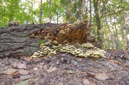 forest mushroom after longtime rain, nature series