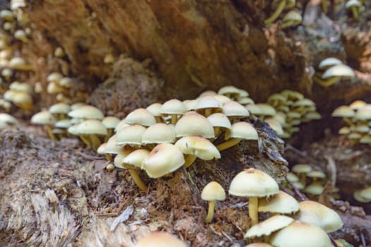 forest mushroom after longtime rain, nature series