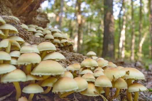 forest mushroom after longtime rain, nature series