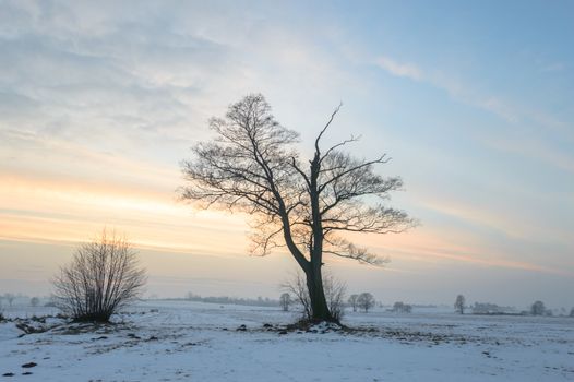 old big tree on color background with blue sky, nature series