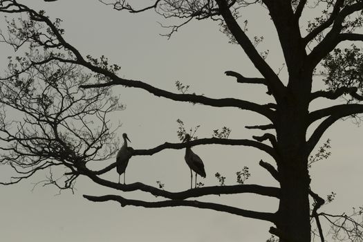 storks on green grass in sunny day, nature series