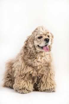 American fluffy cocker spaniel on an isolated studio background