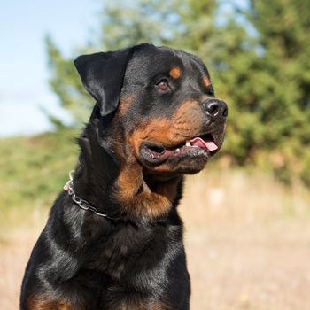 young purebred rottweiler staying in the nature
